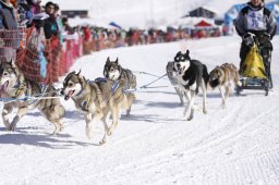 Lenk 2013